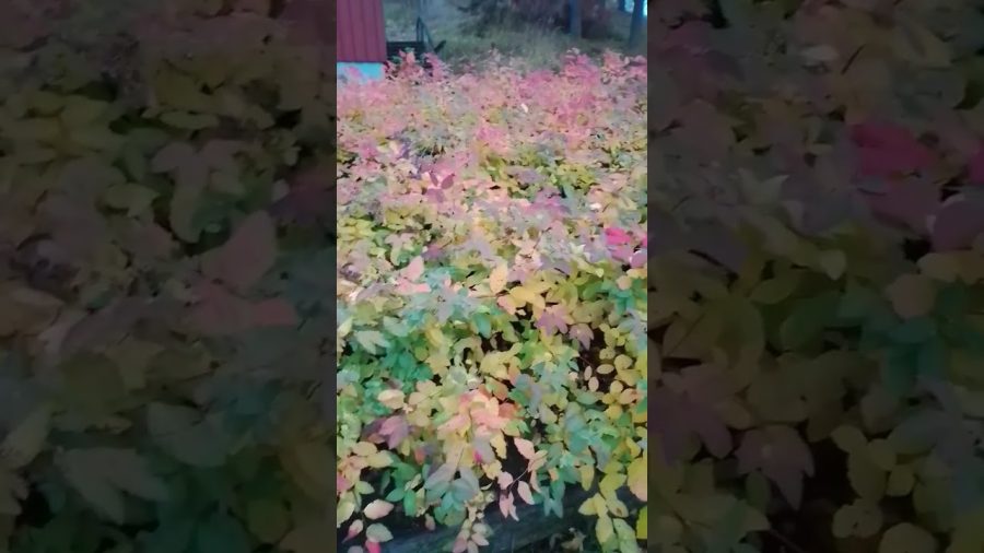 Syksy on #autumn #autumnleaves #autumnwalk #shorts #moresubscribers2022